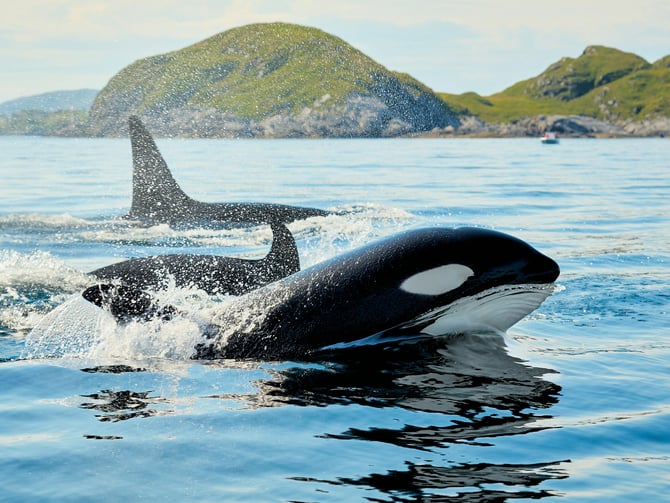 SeaWorld Orlando