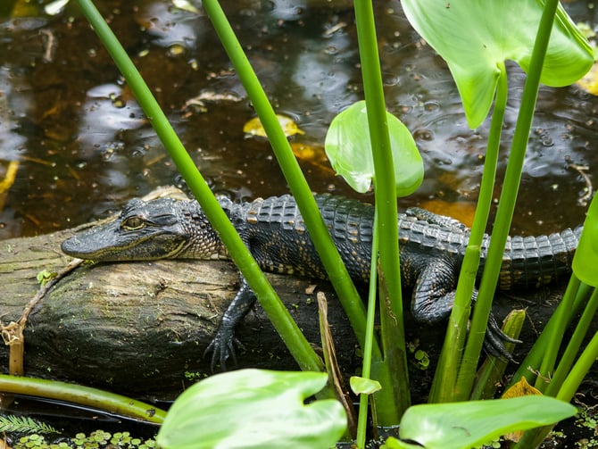 Baby alligator resting on a log in a Florida marsh