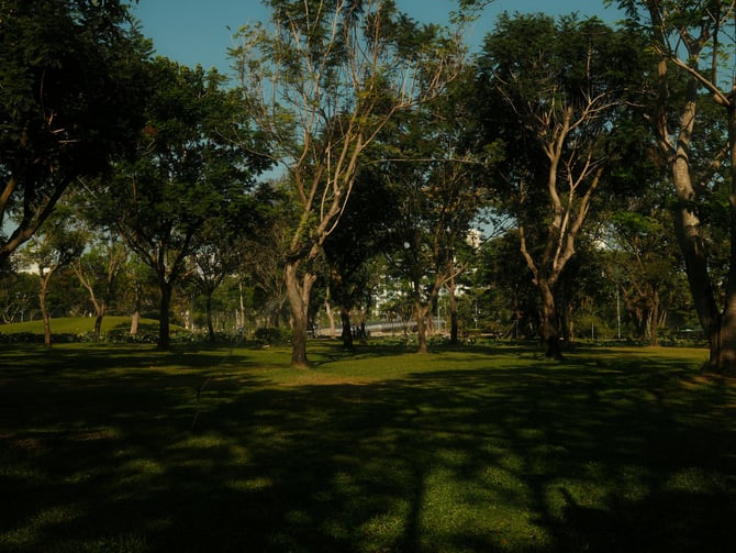 Sunlit park with mature trees and green grass
